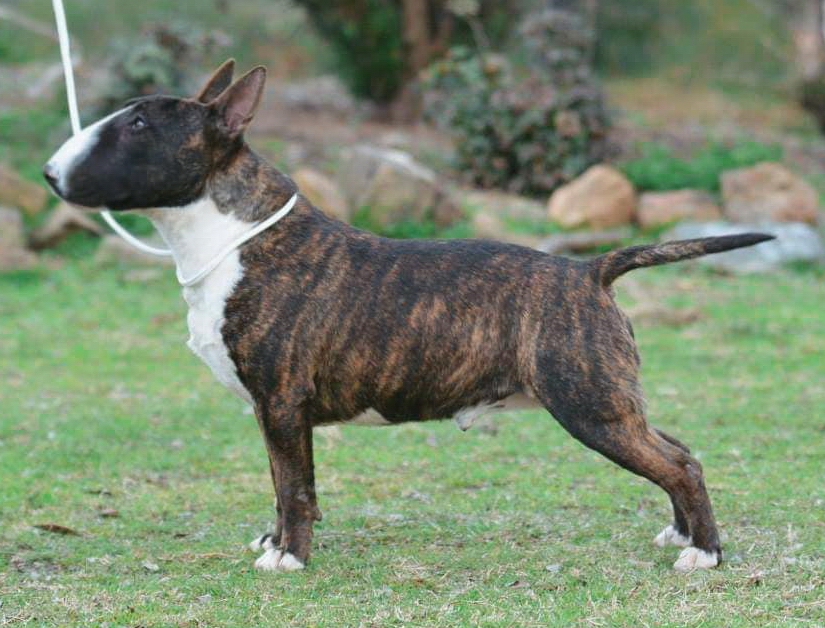 Boromir Bull Terriers Puppies